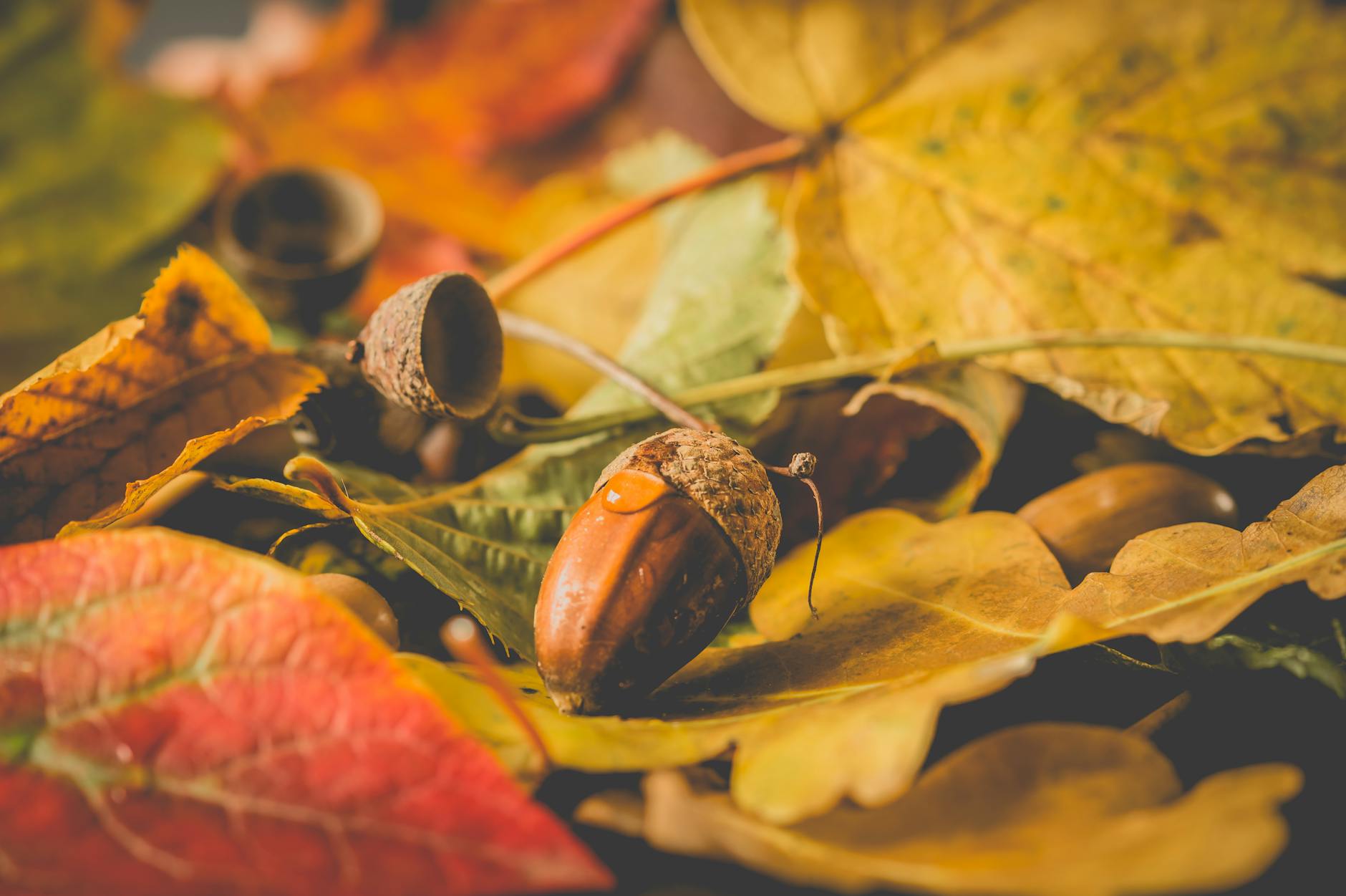 acorn in close up photography